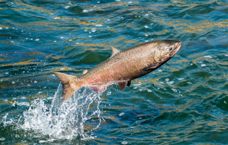 Công ty Na Uy treo thưởng lớn để bắt lại 27.000 con cá hồi xổng khỏi lồng nuôi