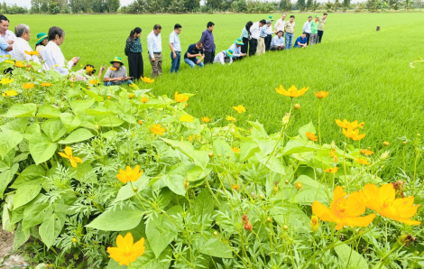 Sẽ hỗ trợ 2 triệu nông dân phát triển 1 triệu ha lúa chất lượng cao