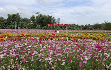 Rực rỡ cánh đồng hoa cánh bướm ở Phú Yên