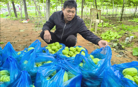 Giá cà rốt, su su giảm hàng chục lần sau tết