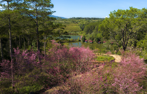 Việt Nam sắp có ‘thị trấn mai anh đào’