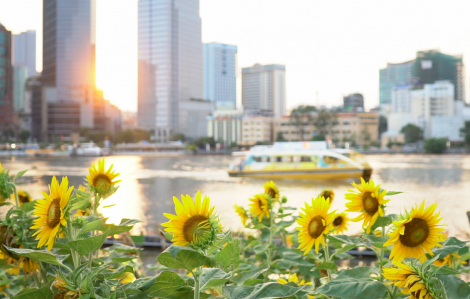 Giới trẻ đổ xô check-in cánh đồng hoa hướng dương ven sông Sài Gòn