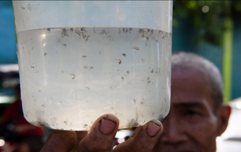 Chi tiền cho người dân bắt muỗi