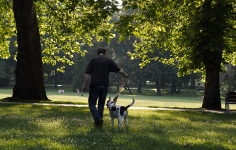 Thường xuyên dắt chó đi dạo giảm 40% nguy cơ té ngã ở người già