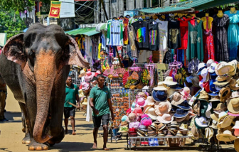 Gần 1.200 người thiệt mạng trong các cuộc xung đột giữa người và voi tại Sri Lanka