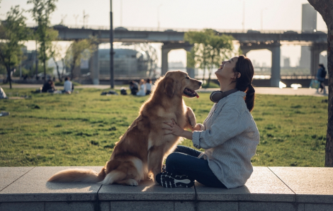 Muốn nuôi thú cưng phải hoàn thành chương trình giáo dục