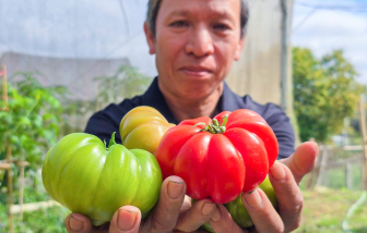 Thuần hóa “cà chua dại” thành đặc sản