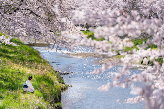 Những điểm ngắm hoa anh đào tuyệt đẹp của Fukushima