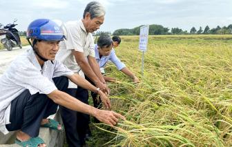 Sản xuất lúa theo hướng tăng liên kết, giảm phát thải