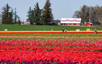 Hà Lan, Mỹ, Ấn Độ... sắp vào "mùa" lễ hội hoa tulip