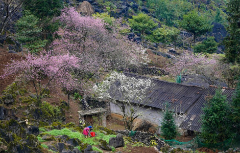 Hà Giang vào top 6 điểm ngắm hoa anh đào đẹp nhất châu Á - Thái Bình Dương