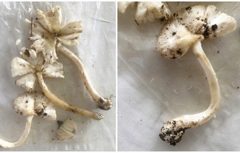 2 vợ chồng tử vong sau khi ăn nấm tự hái