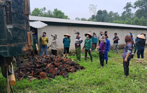 Trang trại bị chập điện, gần 8.000 con gà sắp xuất chuồng bị chết ngạt