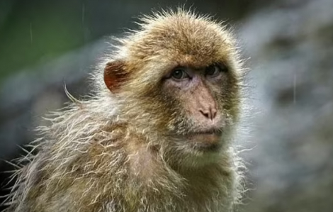 Thử nghiệm thành công thuốc chữa Ebola