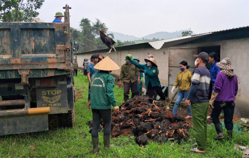 Gần 8.000 con gà chết ngạt vì mất điện giữa đêm