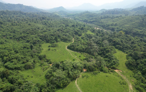 Quảng Nam: Chưa khởi công 4 trang trại heo hơn 107ha vào dịp kỷ niệm vì chưa chấp thuận chủ trương đầu tư