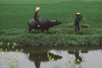 Trải nghiệm cưỡi trâu ở Hội An