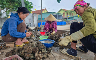 “Đục hàu” - nghề của những người phụ nữ kiên nhẫn nơi cửa biển