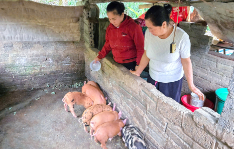 Sức sống mới ở bản làng từng xác xơ vì ma túy