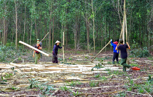 Đua nhau phá rừng trồng keo khiến đất trôi, đá lở