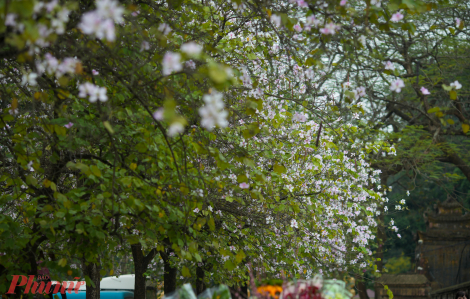 Hoa ban nở rộ cuối mùa níu giữ chân người Hà Nội