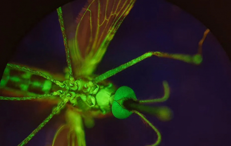 Máu người có thể trở thành… thuốc diệt muỗi