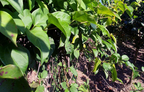 Bụi lá giang sau nhà