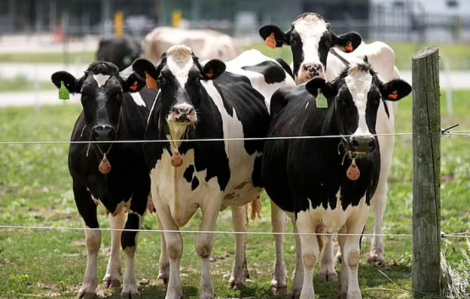 Uống sữa bò nhiễm bệnh dại, người phụ nữ tử vong