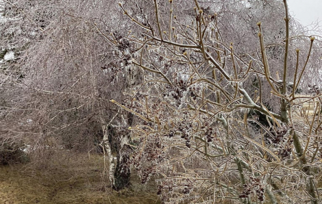 Hàng trăm ngàn người dân Canada sống trong cảnh mất điện do bão tuyết
