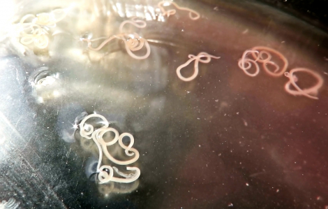 Phân chó có thể khiến công viên trở thành ổ ký sinh trùng