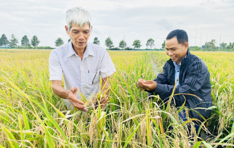 Trồng lúa sạch, được thưởng tiền, tăng lợi nhuận