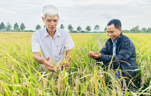 Trồng lúa sạch, được thưởng tiền, tăng lợi nhuận