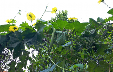 Mướp hương thơm cả những mùa sau