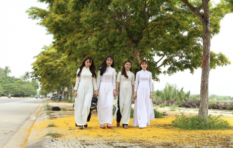 Thời gian lý tưởng check-in "thành phố hoa sưa" Tam Kỳ