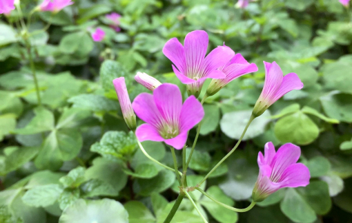 Canh chua cá cơm me đất