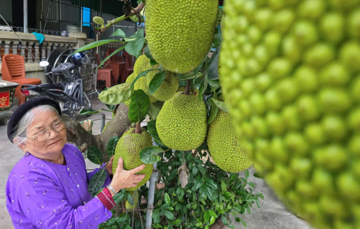 "Món ăn cứu đói" từ mít xanh thành đặc sản