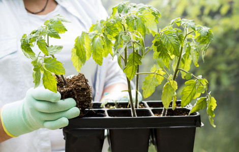 8 loại rau phù hợp với khu vườn nhỏ