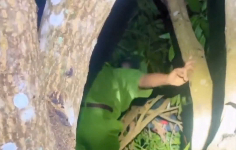 Cả làng đi tìm bé trai ngủ quên trên cây cao 6m