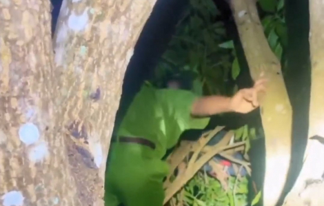 Bé trai 9 tuổi ngủ quên trên ngọn cây xoài cao 6m đến nửa đêm