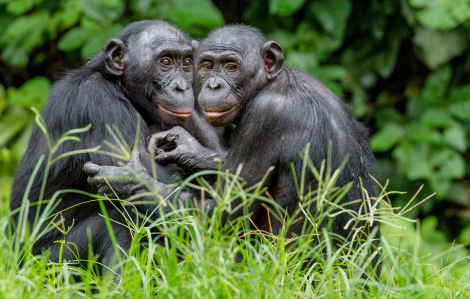 Tinh tinh châu Phi có thể giao tiếp gần như con người