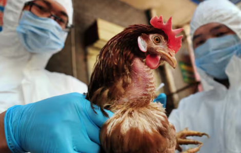 Mexico xác nhận trường hợp cúm gia cầm đầu tiên ở người là bé gái 3 tuổi đang nguy kịch