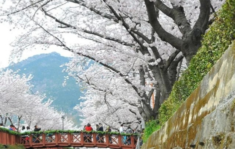 Hàn Quốc: Lễ hội hoa anh đào Jinhae năm nay kết thúc trong tĩnh lặng