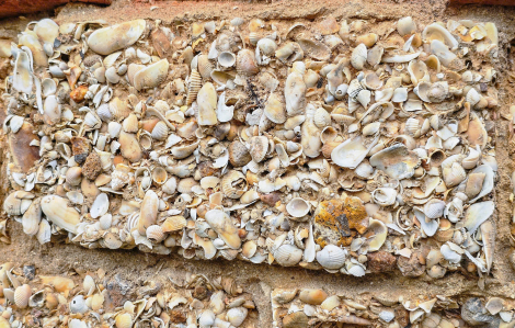 Độc đáo những ngôi “nhà cổ” xây bằng sò biển