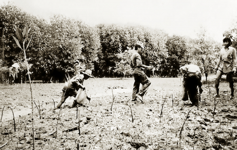 Kỳ tích rừng Cần Giờ - Bài 1: Hành trình gieo mầm xanh trên vùng đất chết