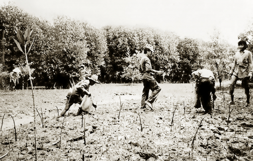 Kỳ tích rừng Cần Giờ - Bài 1: Hành trình gieo mầm xanh trên vùng đất chết