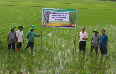Hơn 1,015 triệu ha đăng ký tham gia đề án lúa chất lượng cao, phát thải thấp ở ĐBSCL