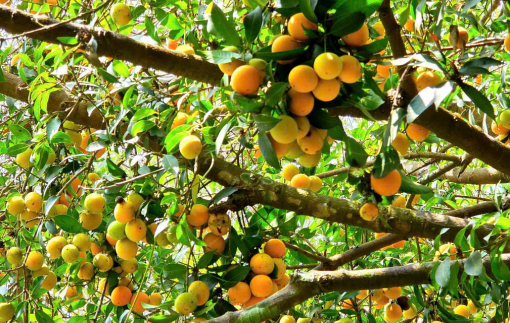 Vĩnh Long sẽ xác lập kỷ lục Việt Nam 135 món ẩm thực chế biến có nguyên liệu từ trái thanh trà