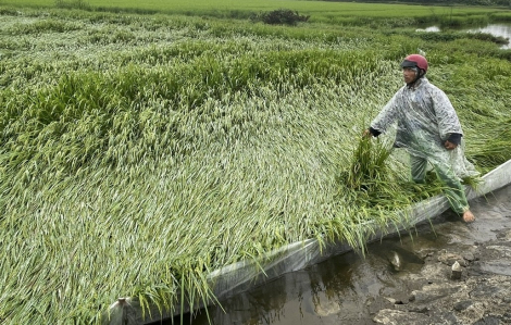 Mưa lạnh trái mùa làm ngã, đổ hơn 1.300 ha lúa tại TP Huế