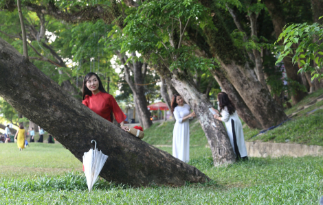 Về Tam Kỳ mê mẩn dưới bóng sưa già