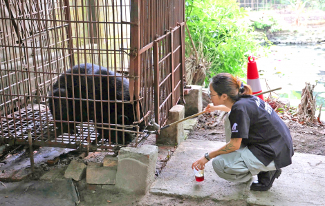 Những “bóng hồng” yêu gấu như con
